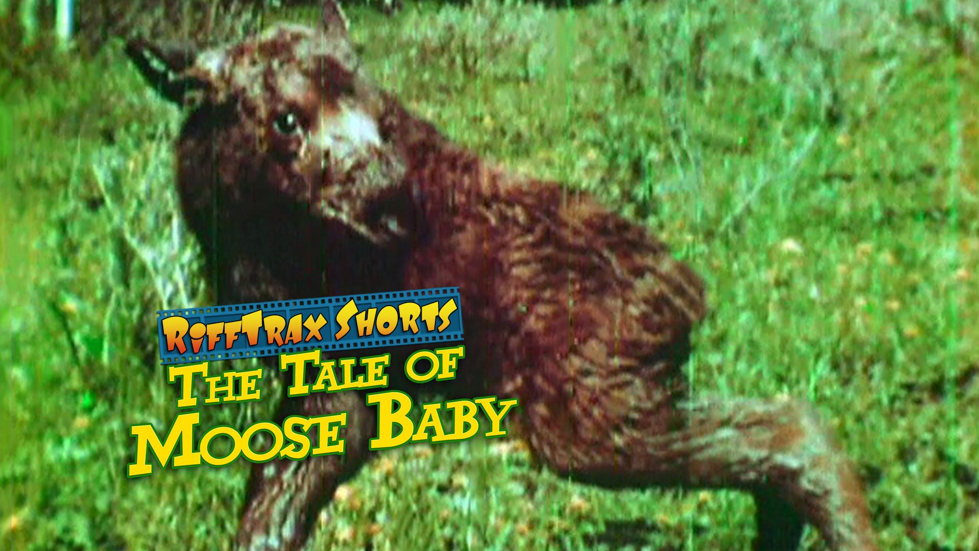 baby moose sounds